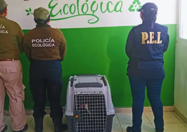 Rescatan a perrita en condiciones de abandono en Kanasín