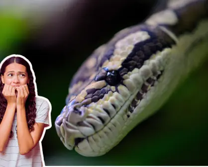 Animales nativos de Coahuila: las 3 serpientes más venenosas del territorio