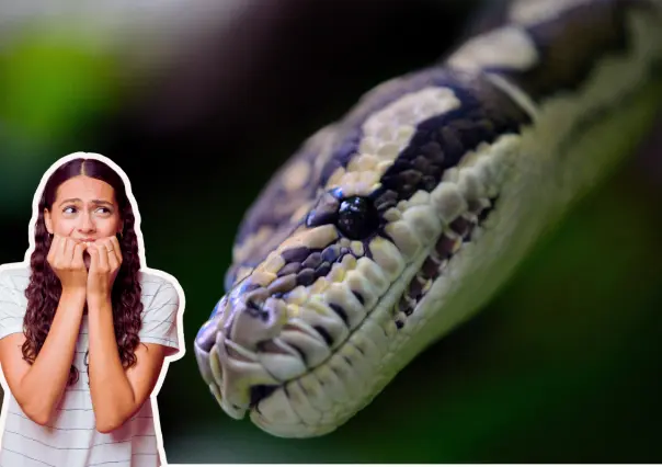 Animales nativos de Coahuila: las 3 serpientes más venenosas del territorio