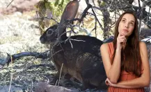 BCS es el único lugar donde puedes encontrar al conejo negro de Espíritu Santo