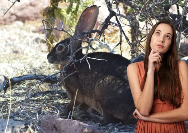 BCS es el único lugar donde puedes encontrar al conejo negro de Espíritu Santo