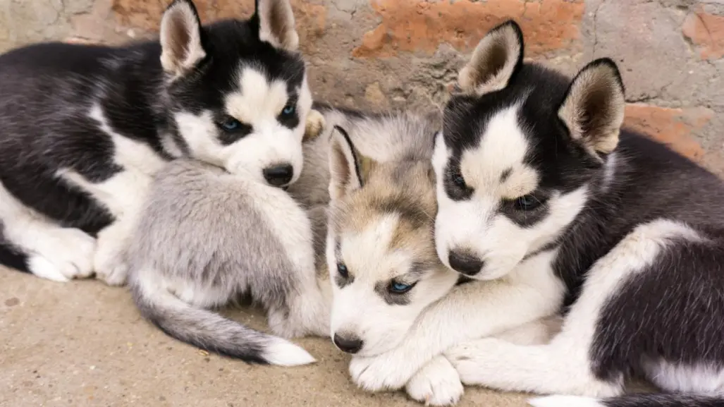 Clic y entrega: el negocio de vender animales por redes en el Edomex