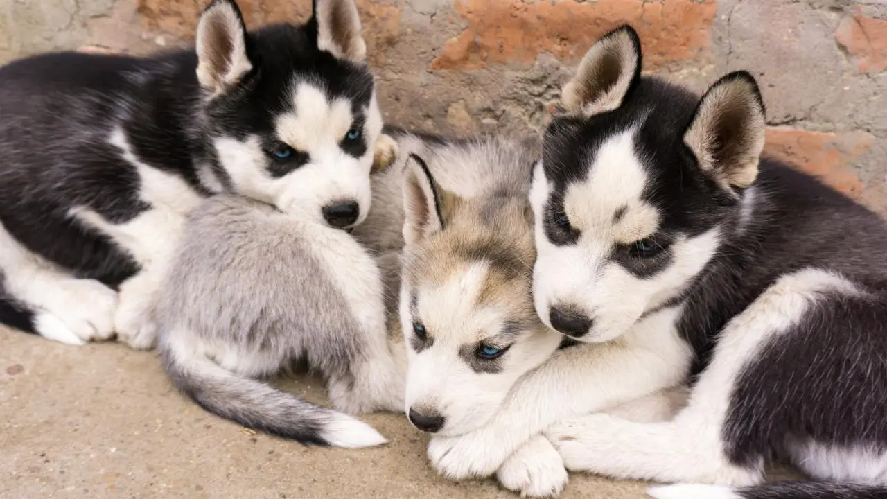 Clic y entrega: el negocio de vender animales por redes en el Edomex. Foto: Canva / Compra , venta y adopción de perritos Chilpancingo Gro / BAZAR AMEYALCO compra y venta