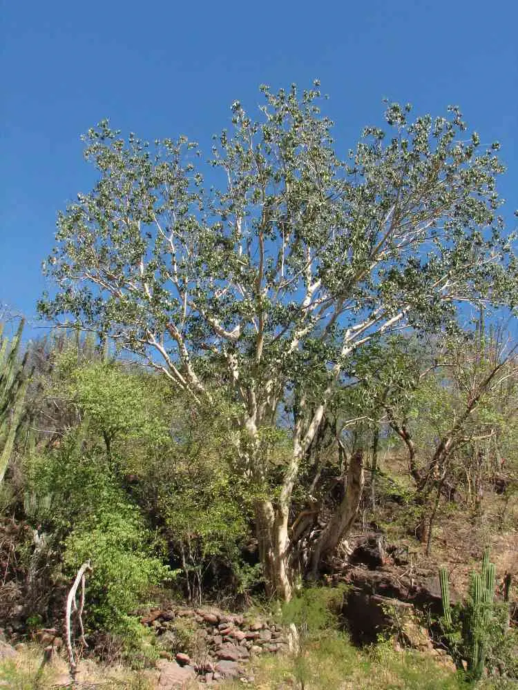 Foto: Desertmuseum.org
