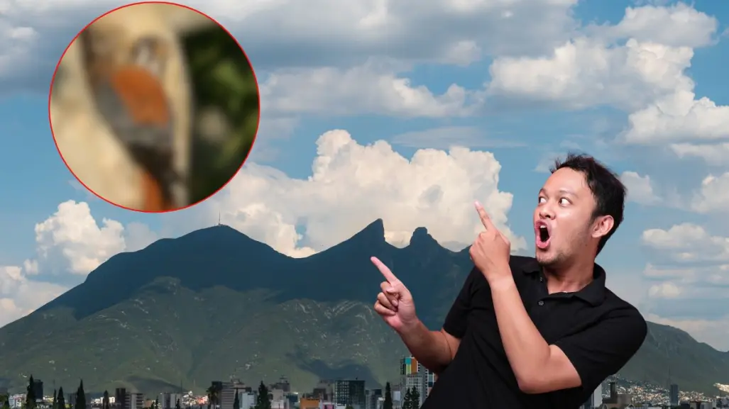Este animal nativo de Nuevo León ayuda a controlar plagas sin que lo sepas