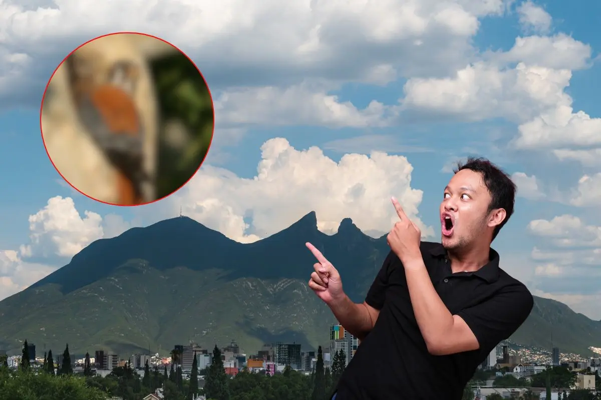 El Halconcito americano cumple un papel crucial en el control natural de plagas Foto: Canva