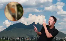 Este animal nativo de Nuevo León ayuda a controlar plagas sin que lo sepas