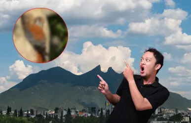 Este animal nativo de Nuevo León ayuda a controlar plagas sin que lo sepas