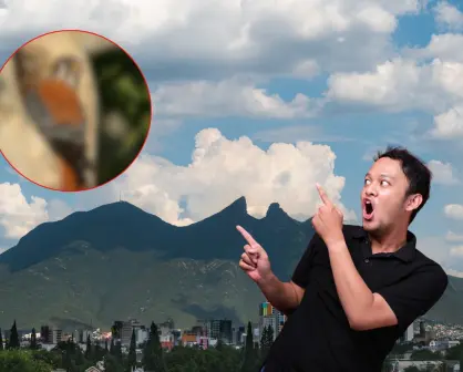 Este animal nativo de Nuevo León ayuda a controlar plagas sin que lo sepas