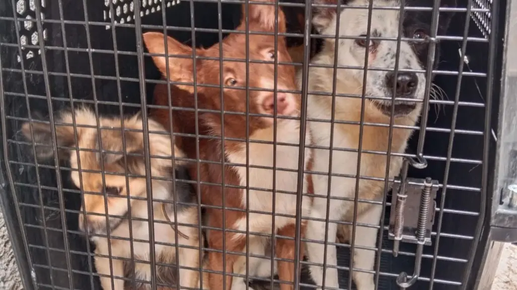 Así operará la nueva Agencia Investigación contra Maltrato Animal de la Fiscalía de CDMX