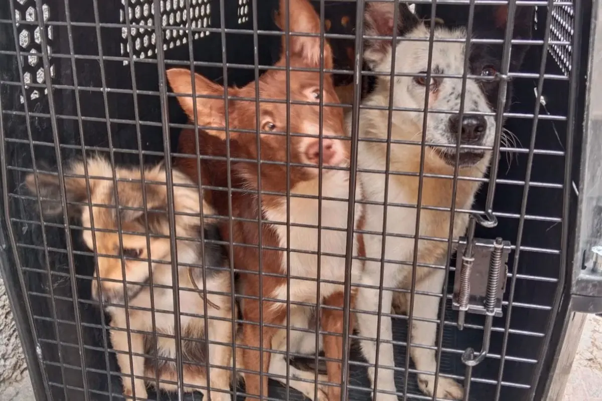 Perros rescatados en CDMX. Foto: X (@PAOTmx)