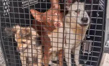 Así operará la nueva Agencia Investigación contra Maltrato Animal de la Fiscalía de CDMX