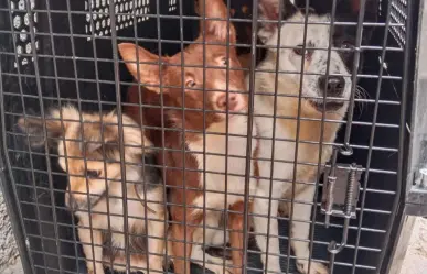 Así operará la nueva Agencia Investigación contra Maltrato Animal de la Fiscalía de CDMX