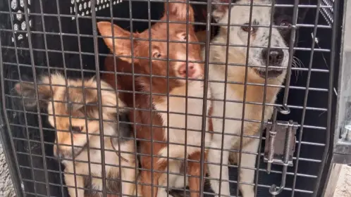 Así operará la nueva Agencia Investigación contra Maltrato Animal de la Fiscalía de CDMX