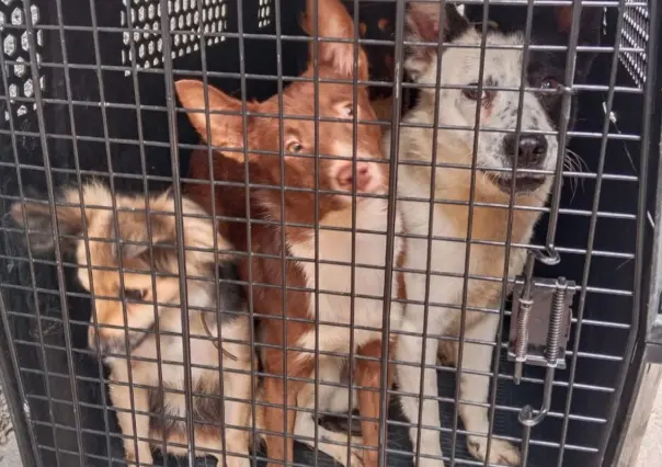Así operará la nueva Agencia Investigación contra Maltrato Animal de la Fiscalía de CDMX