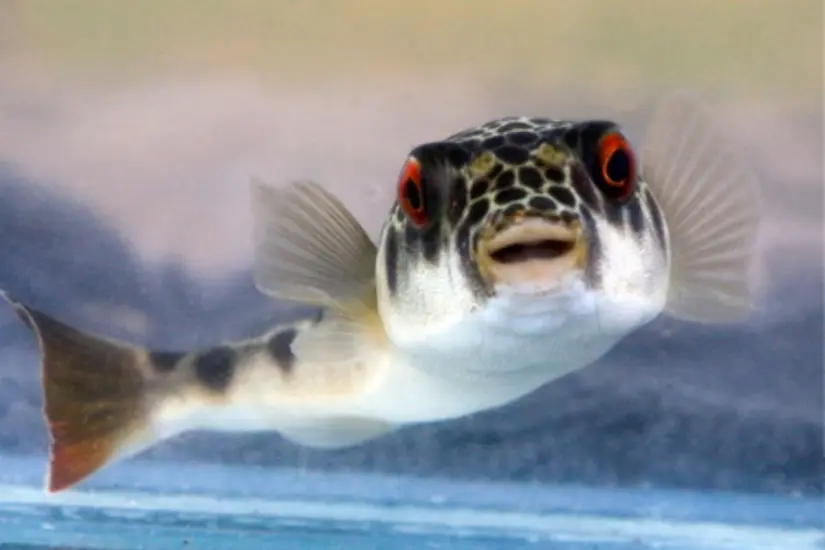 Foto: INaturalist.com