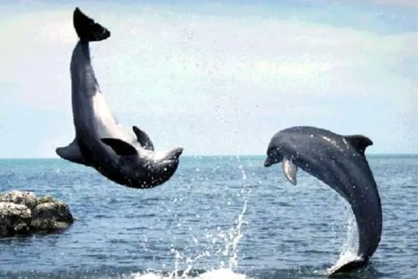 Foto: Sudcalifornios.com