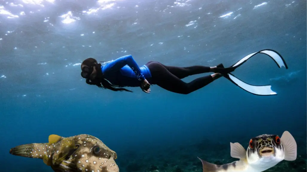 Este pez nativo de BCS se infla para defenderse y aparece en zonas de snorkel