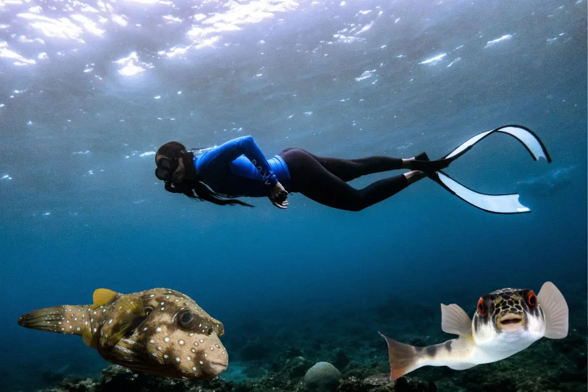 Foto: INaturalist.com | Foto: Biblioteca Canva
