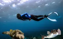 Este pez nativo de BCS se infla para defenderse y aparece en zonas de snorkel