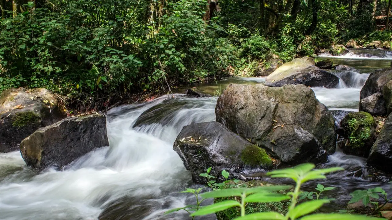 Este refugio natural del Edomex te sorprenderá con sus senderos rodeados de cascadas. Foto: cepanaf.edomex