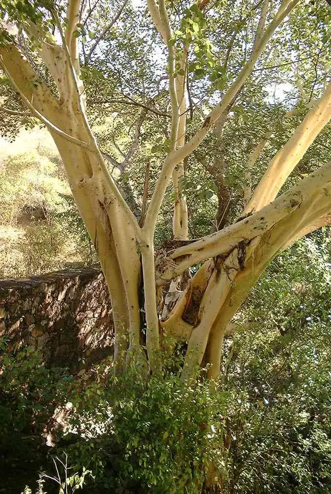 Foto: Desertmuseum.org