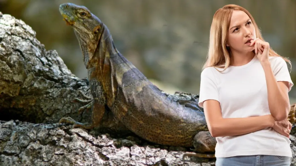 Iguana de cola espinosa: el reptil que solo se encuentra en Baja California Sur