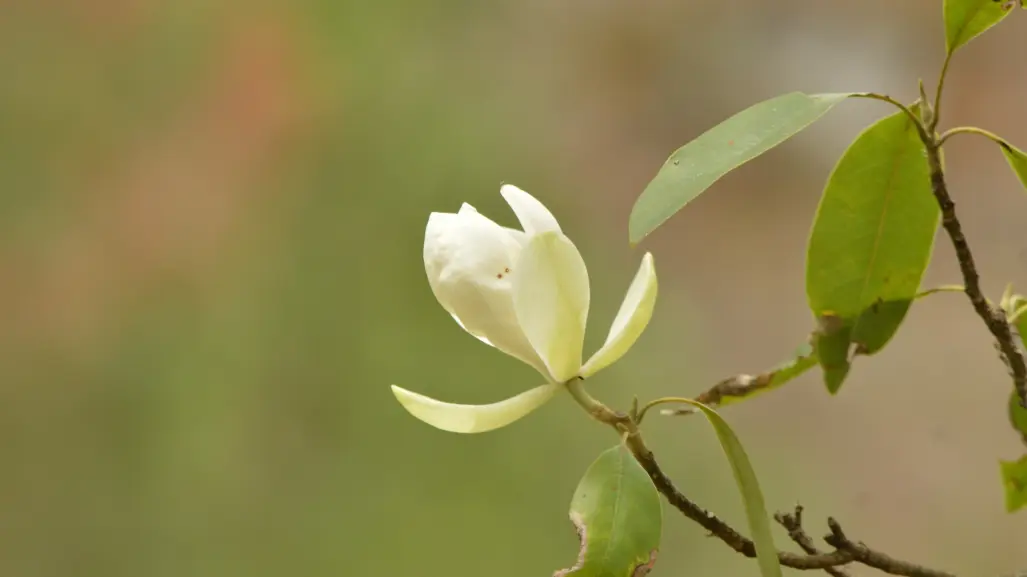 El árbol nativo de Durango con una espectacular flor y declarado en peligro de extinción