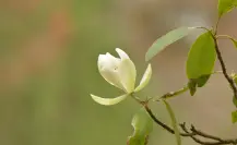El árbol nativo de Durango con una espectacular flor y declarado en peligro de extinción