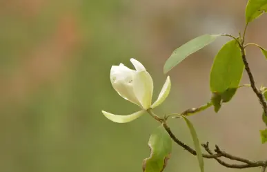 El árbol nativo de Durango con una espectacular flor y declarado en peligro de extinción