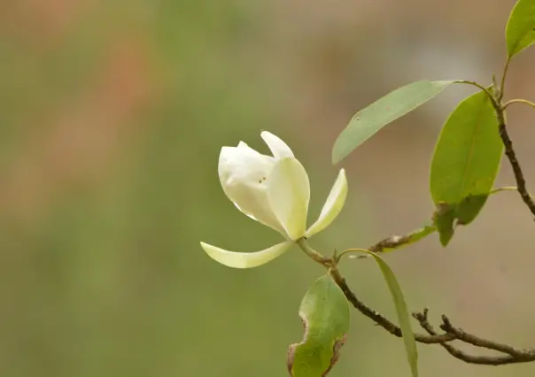 El árbol nativo de Durango con una espectacular flor y declarado en peligro de extinción
