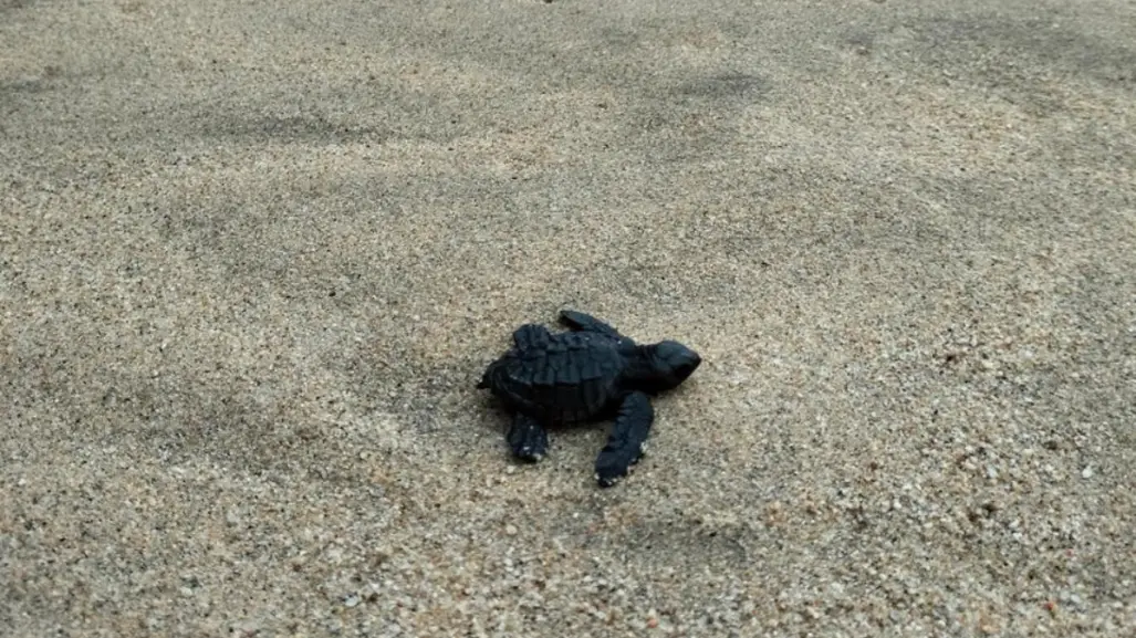 La tortuga nativa que regresa a las playas de BCS cada año a desovar en silencio