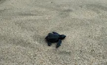 La tortuga nativa que regresa a las playas de BCS cada año a desovar en silencio