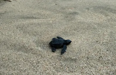 La tortuga nativa que regresa a las playas de BCS cada año a desovar en silencio