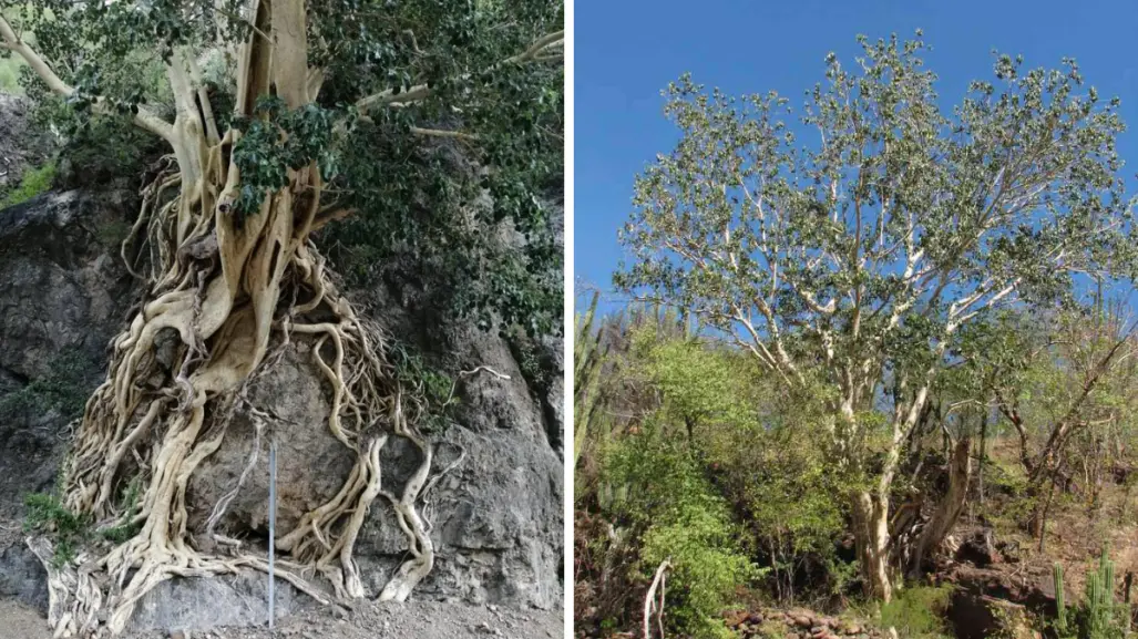 El árbol nativo de BCS que sobrevive siglos aferrado a las laderas del desierto