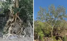 El árbol nativo de BCS que sobrevive siglos aferrado a las laderas del desierto