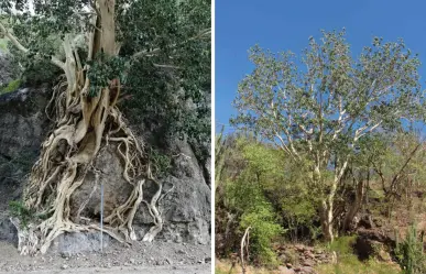 El árbol nativo de BCS que sobrevive siglos aferrado a las laderas del desierto