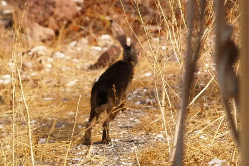 Foto: nadcit / Animalia