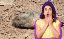 El animal nativo de Durango cuyas madrigueras son confundidas con un nido de serpiente