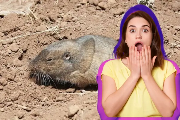 El animal nativo de Durango cuyas madrigueras son confundidas con un nido de serpiente