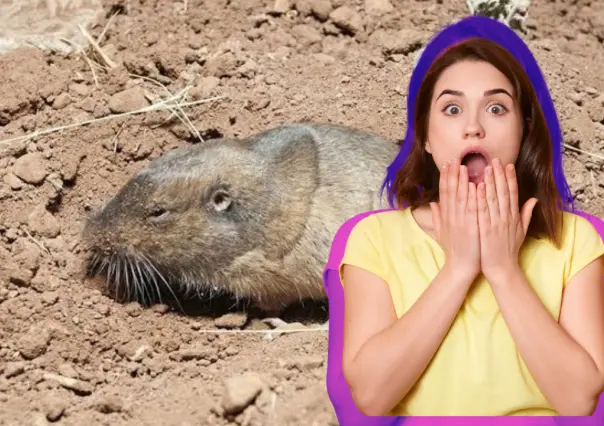 El animal nativo de Durango cuyas madrigueras son confundidas con un nido de serpiente