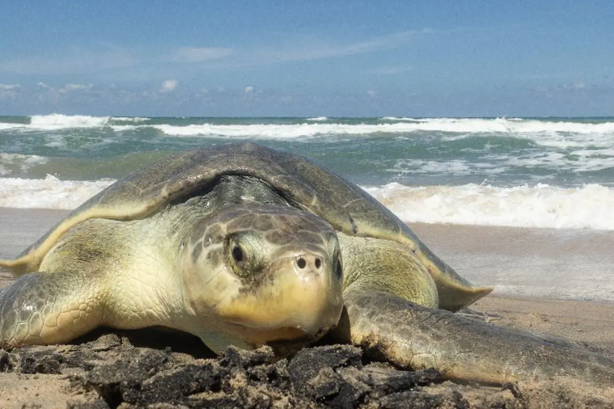 La tortuga Lora es una especie endémica de Tamaulipas que anida desde Matamoros hasta Madero. Foto: Daniel Espinoza