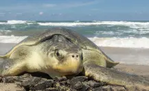 Basura espacial de SpaceX amenaza tortuga lora en Matamoros