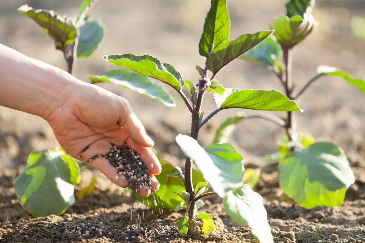 Conocer los fertilizantes adecuados es esencial para los padres de plantas que buscan cuidar y nutrir su hogar verde. Foto: Canva