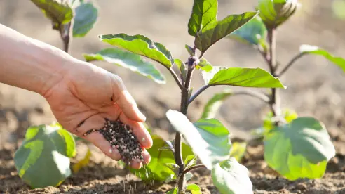 ¿Cómo empezar una rutina de fertilización casera si eres principiante?
