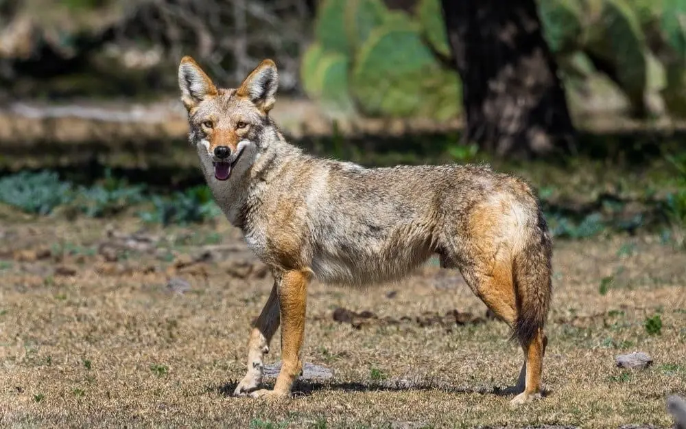 Canis latrans impavidus | Foto: a-z-animals.com