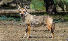 El animal nativo cuyo primer avistamiento en el mundo ocurrió en Durango