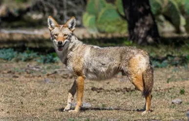 El animal nativo cuyo primer avistamiento en el mundo ocurrió en Durango