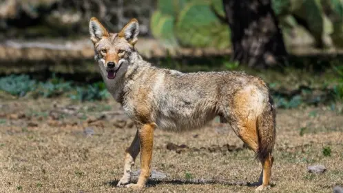 El animal nativo cuyo primer avistamiento en el mundo ocurrió en Durango