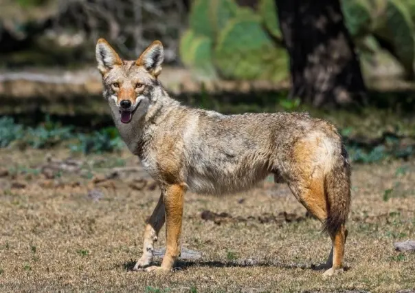 El animal nativo cuyo primer avistamiento en el mundo ocurrió en Durango